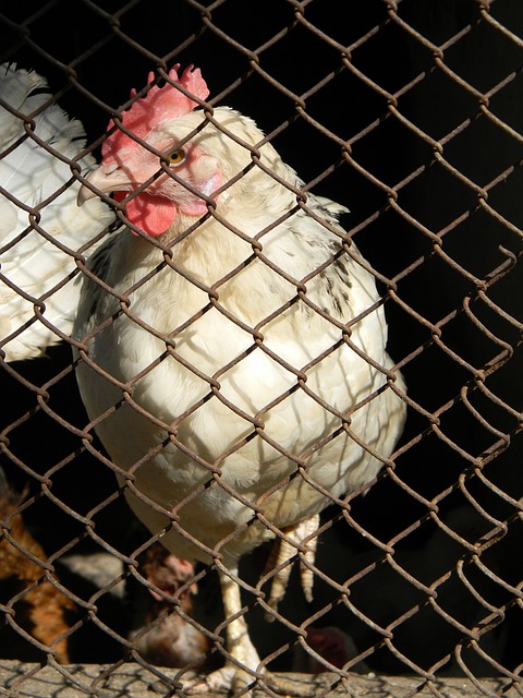 意昂体育官网登录：绿军还是夺冠热门！1将撑起半边天 1招堪称“波士顿核弹”.